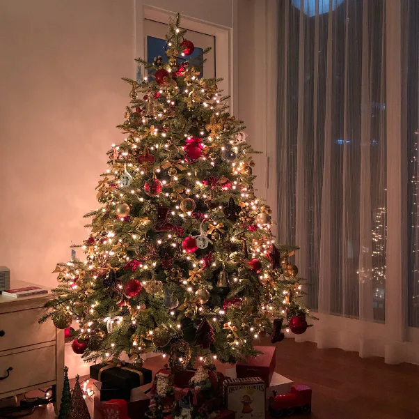 크리스마스 트리 나무 종류 / 크리스마스 트리 구상 나무 / 크리스마스 트리 나무 / 크리스마스 트리 나무 이름 / 전나무 / 구상나무 / 가문비나무 / 크리스마스 트리 특징